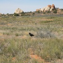 Bird on walk out to Broken Arch