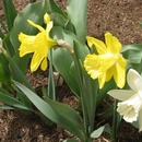 The beginning of Kerry's flower garden