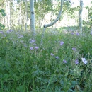 Fri Jul 25 2008