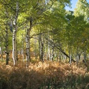 A grove of aspens above Aspen Grove