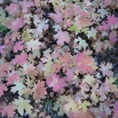 Fri Oct 7 2005
