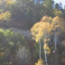 Golden specks