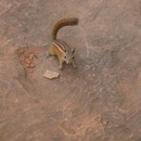 Chipmunk at Entrada Scout Camp