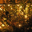 Lights, Drew's wedding